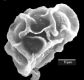 image of Elaphoglossum avaratraense