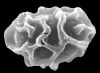 image of Elaphoglossum avaratraense