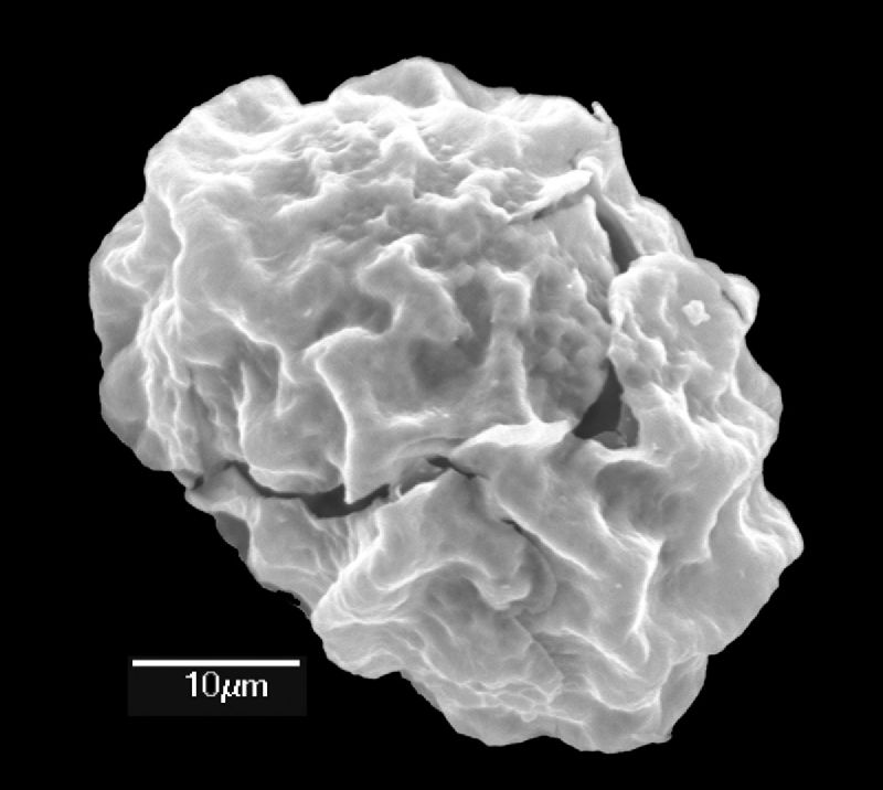 Dryopteridaceae Elaphoglossum asterolepis
