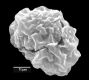 image of Elaphoglossum asterolepis