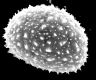 image of Elaphoglossum aubertii