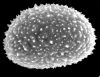 image of Elaphoglossum aubertii