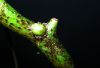 image of Davallia tyermannii