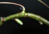 image of Davallia tyermannii