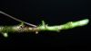 image of Davallia tyermannii