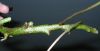 image of Davallia tyermannii