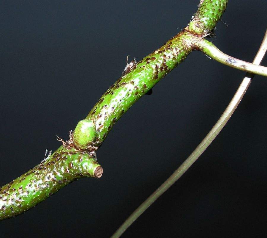 Davalliaceae Davallia tyermannii
