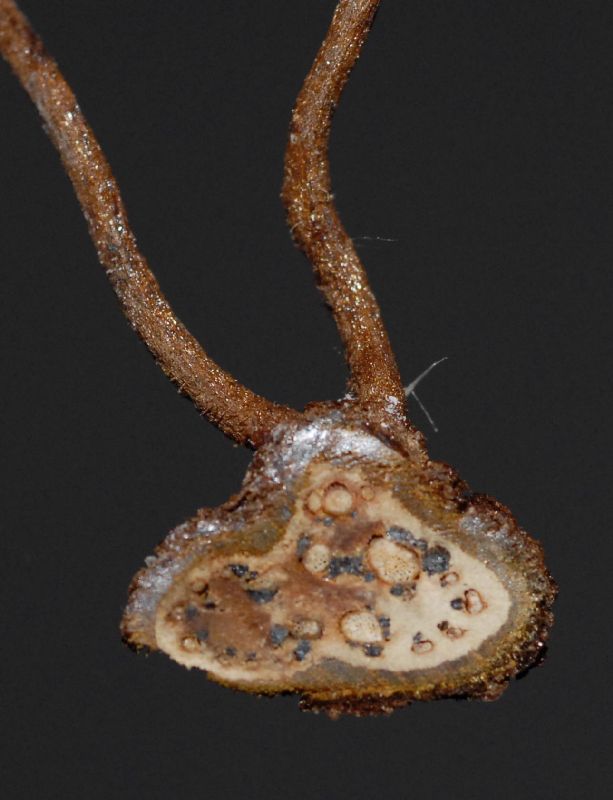 Blechnaceae Salpichlaena papyrus