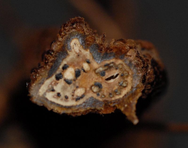 Blechnaceae Salpichlaena papyrus