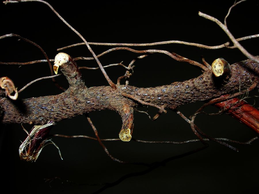 Blechnaceae Salpichlaena papyrus
