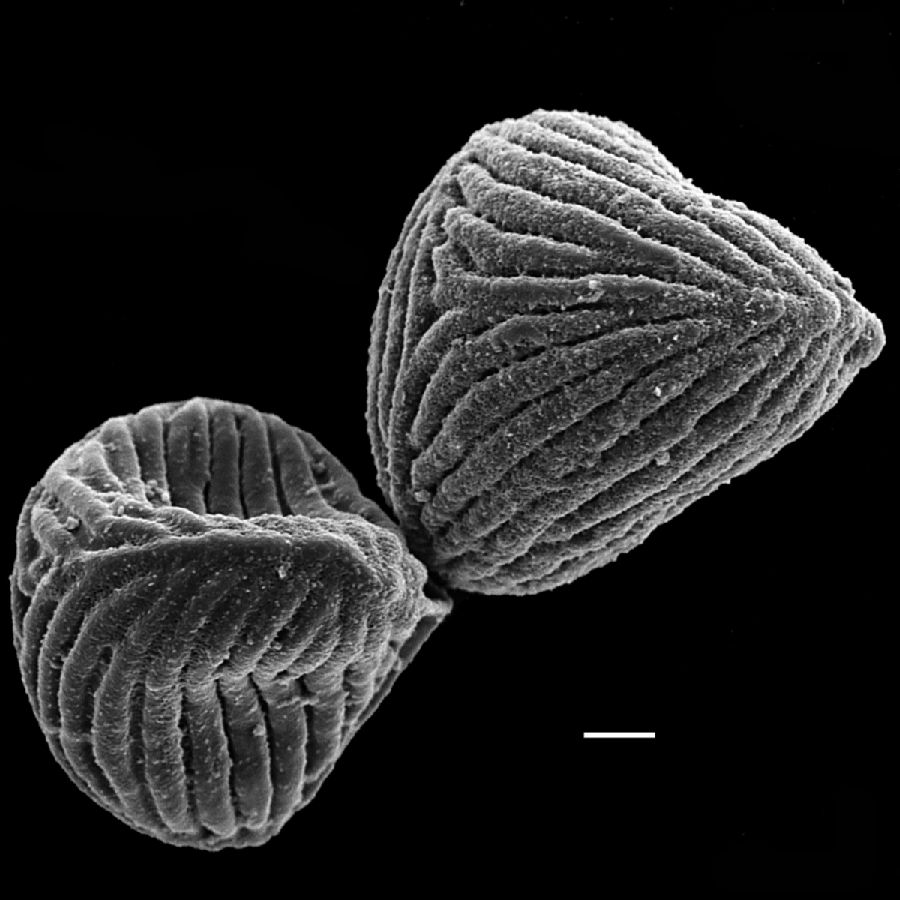Anemiaceae Anemia brandegeei