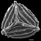 image of Anemia ciliata