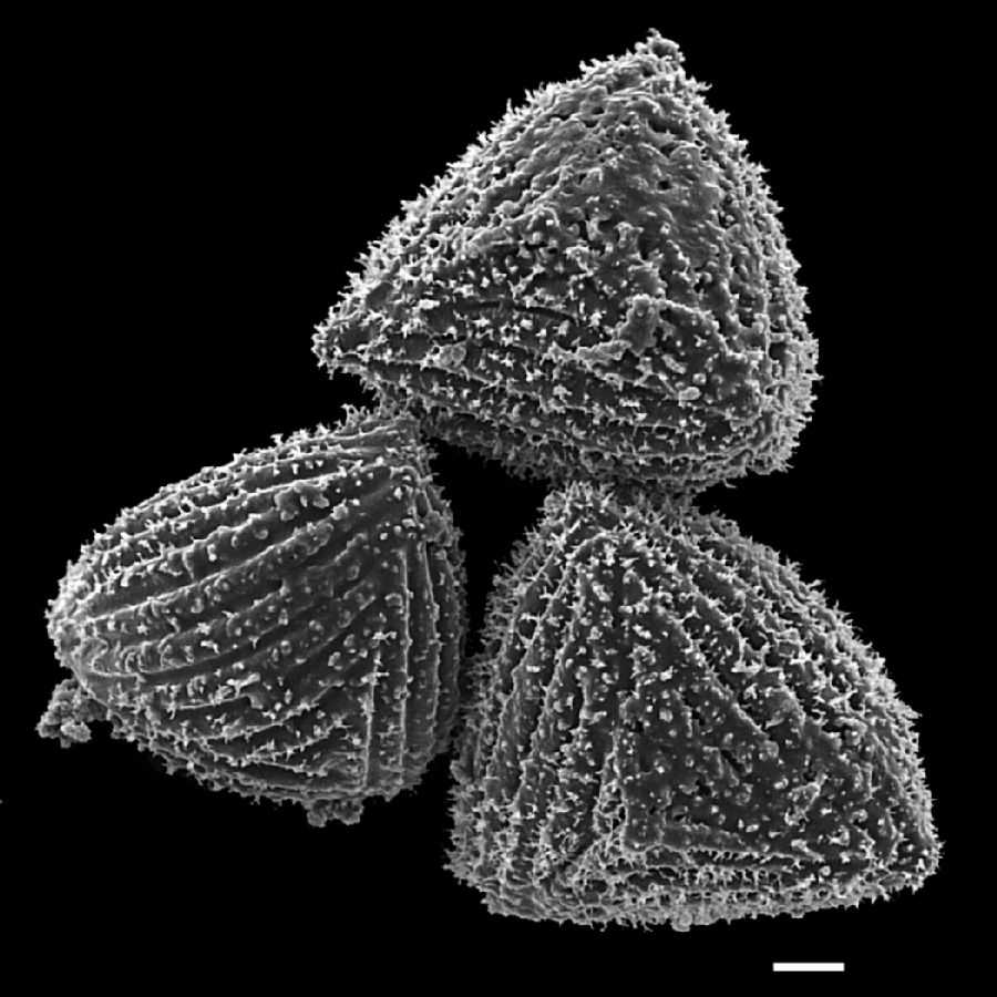 Anemiaceae Anemia eximia