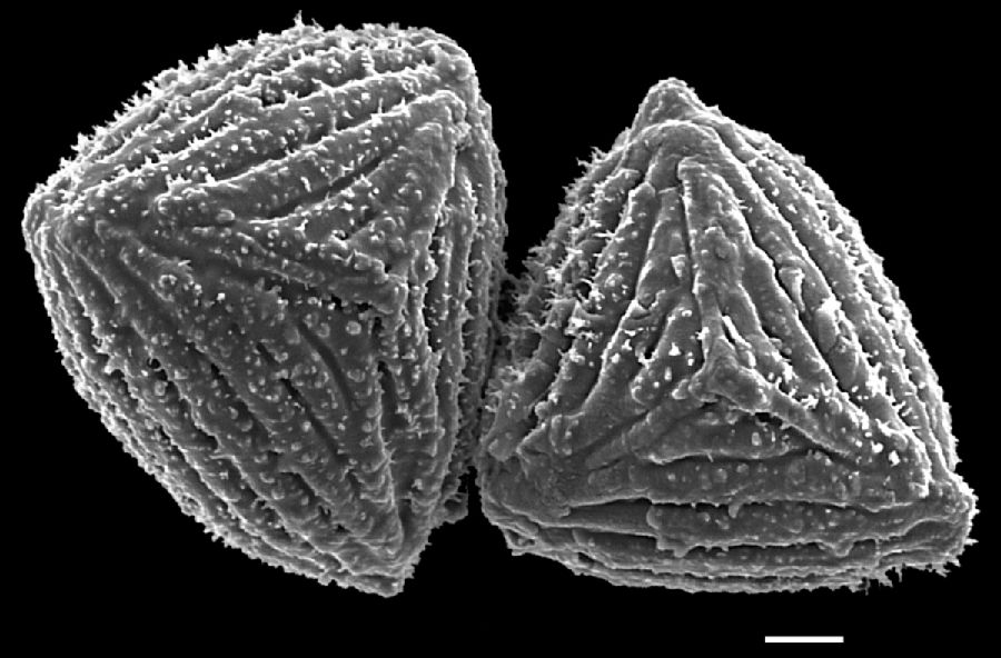 Anemiaceae Anemia eximia