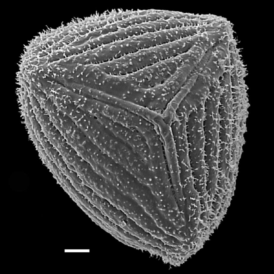 Anemiaceae Anemia ferruginea