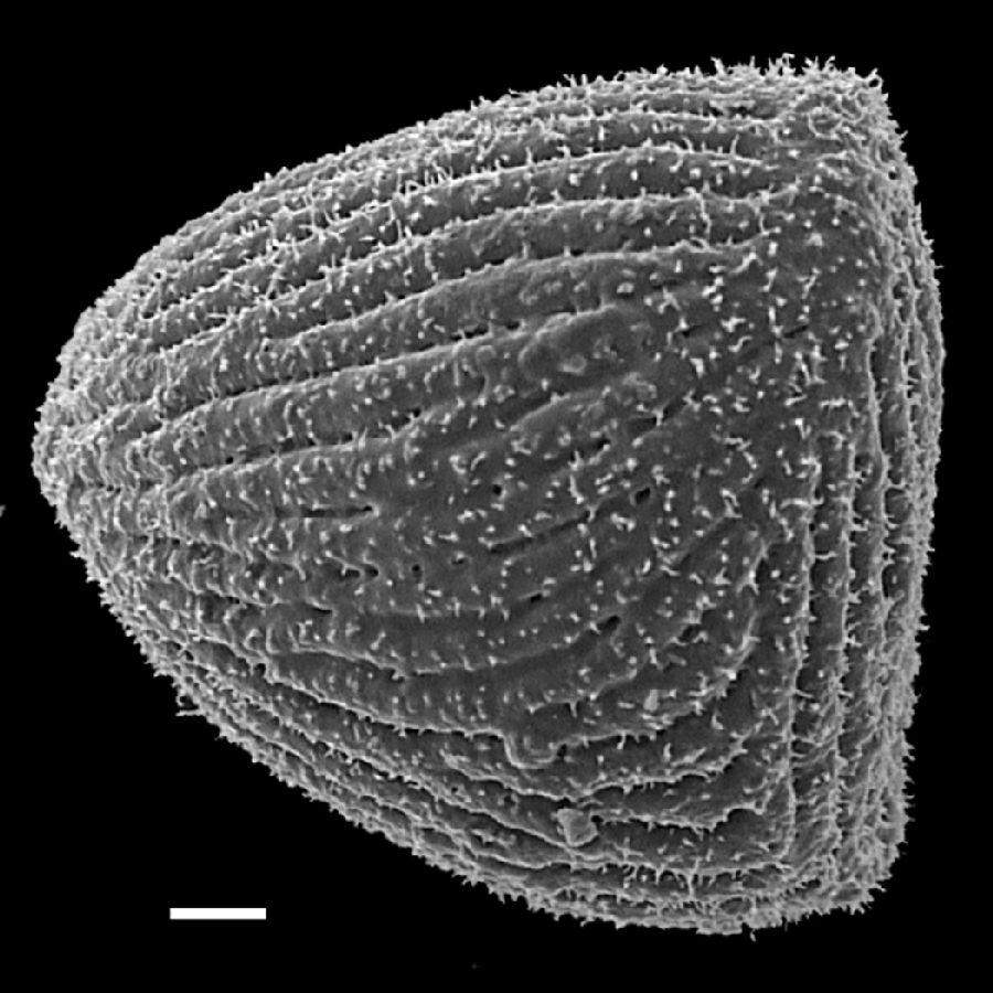 Anemiaceae Anemia ferruginea