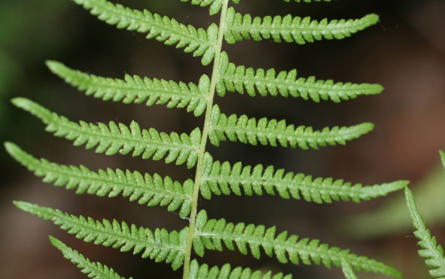 Thelypteridaceae Amauropelta beddomei
