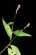 image of Polygonum pennsylvanicum