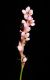 image of Polygonum pennsylvanicum
