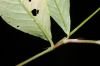 image of Polygonum pennsylvanicum