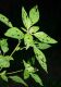 image of Acalypha gracilens
