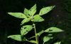 image of Acalypha gracilens