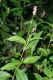 image of Polygonum pennsylvanicum