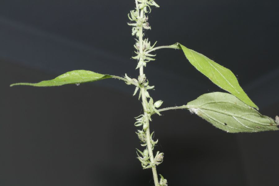 Urticaceae Parietaria pennsylvanica