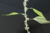 image of Parietaria pennsylvanica
