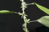image of Parietaria pennsylvanica