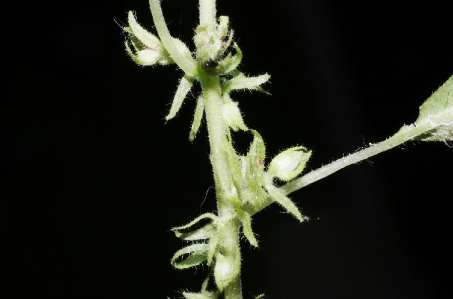 Urticaceae Parietaria pennsylvanica