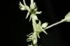 image of Parietaria pennsylvanica