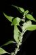 image of Parietaria pennsylvanica