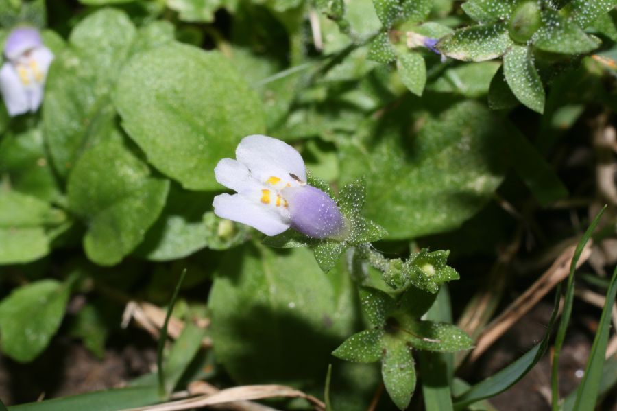 Phrymaceae Mazus pumilus