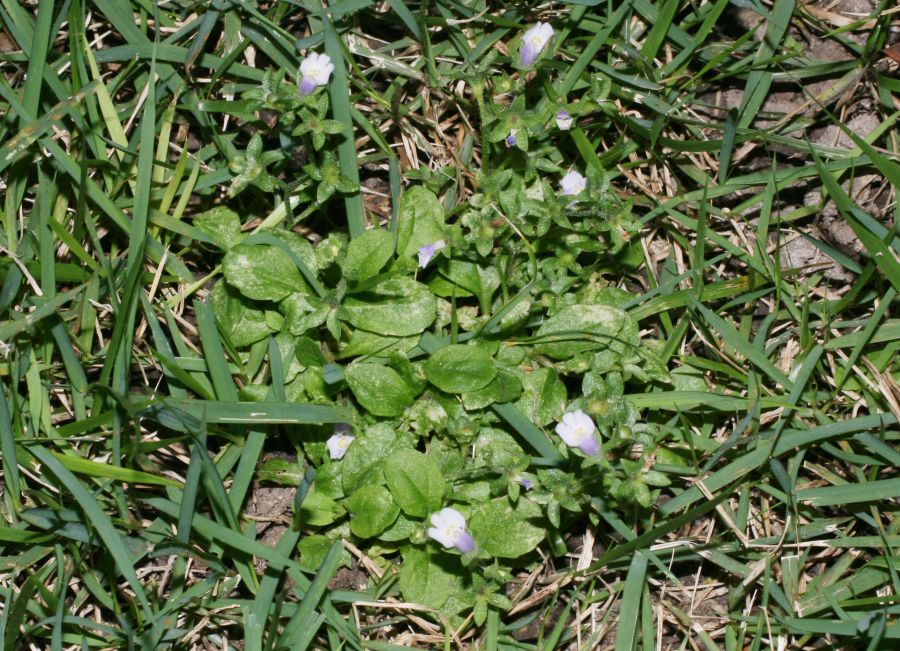 Phrymaceae Mazus pumilus