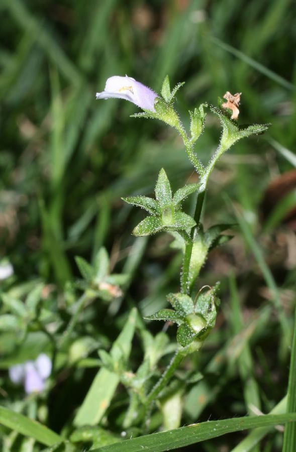 Phrymaceae Mazus pumilus