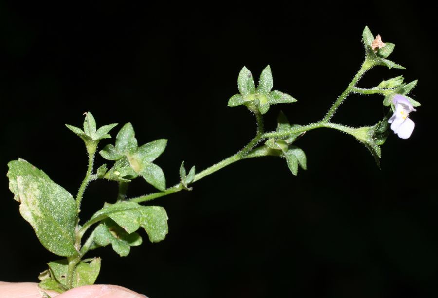 Phrymaceae Mazus pumilus
