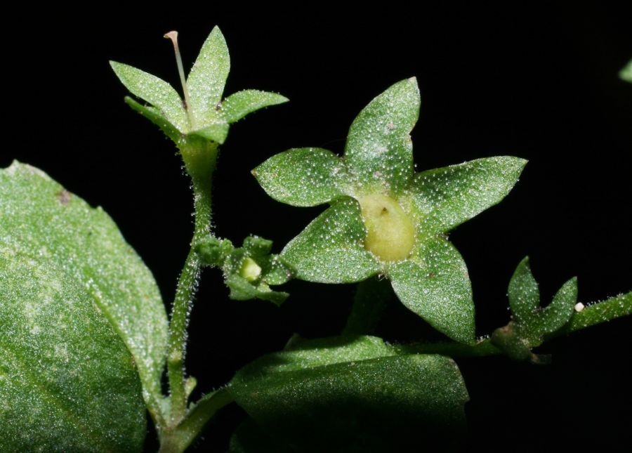 Phrymaceae Mazus pumilus