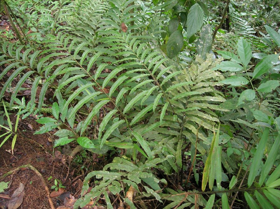 Saccolomataceae Saccoloma elegans
