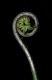 image of Saccoloma elegans