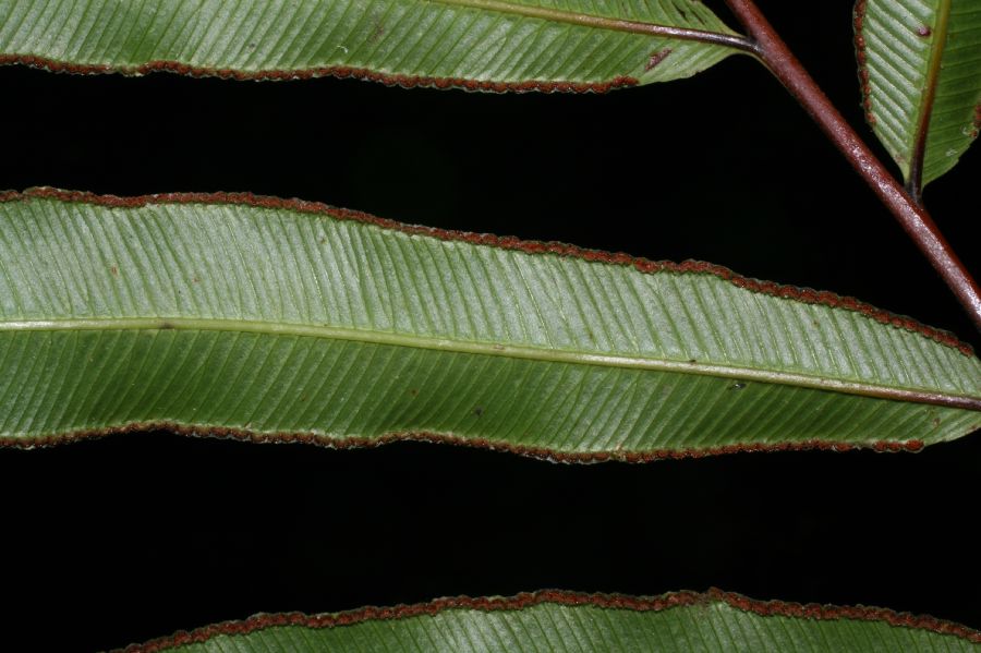 Saccolomataceae Saccoloma elegans