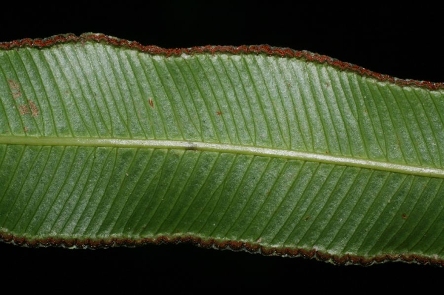 Saccolomataceae Saccoloma elegans