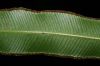 image of Saccoloma elegans
