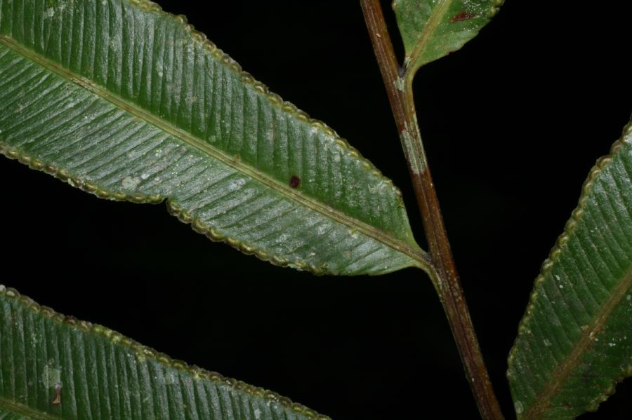 Saccolomataceae Saccoloma elegans