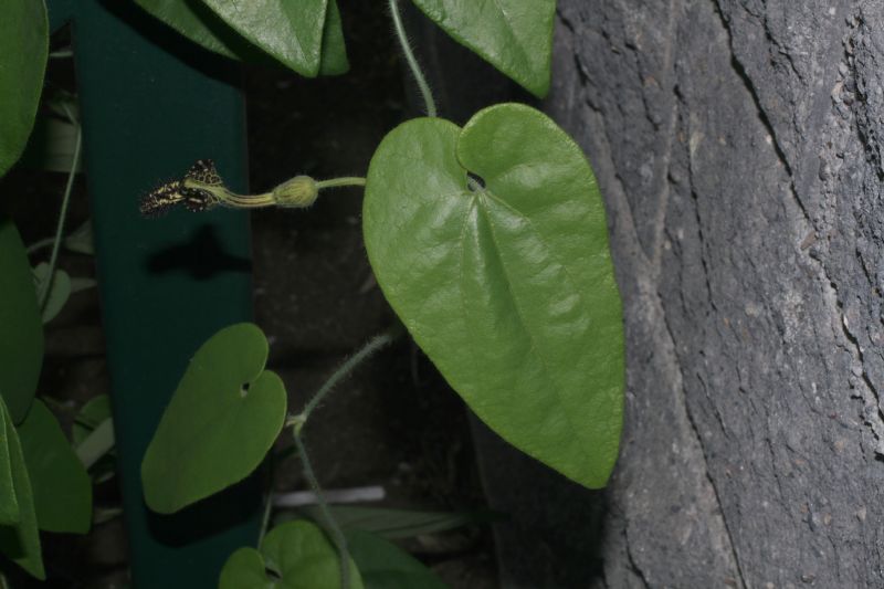 Aristolochiaceae Aristolochia pilosa