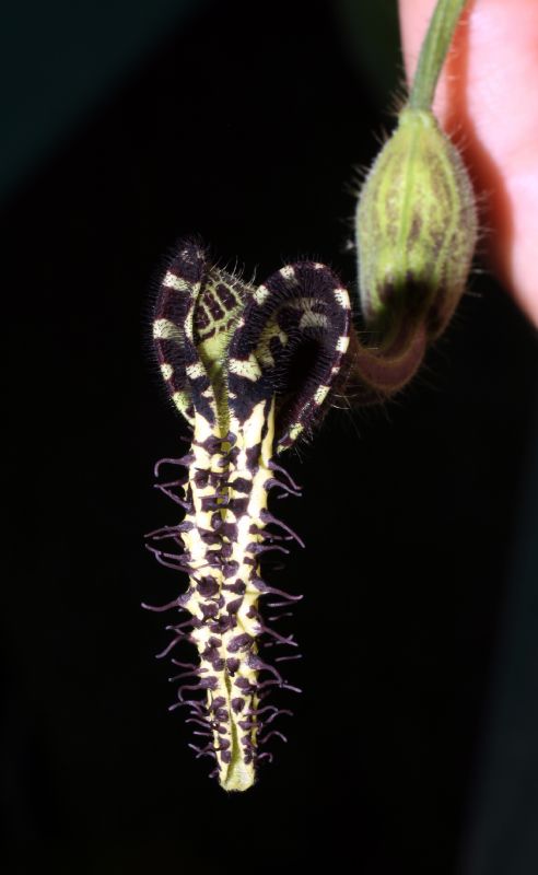 Aristolochiaceae Aristolochia pilosa