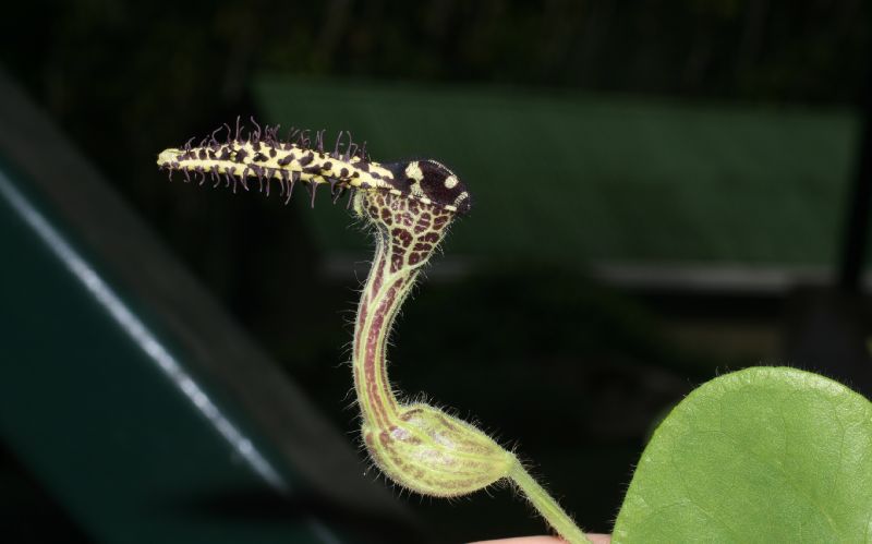 Aristolochiaceae Aristolochia pilosa