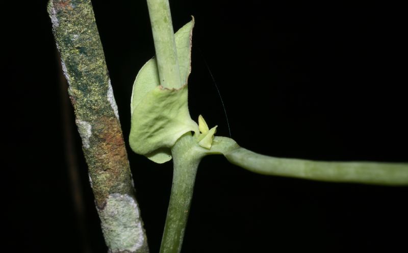 Aristolochiaceae Aristolochia 