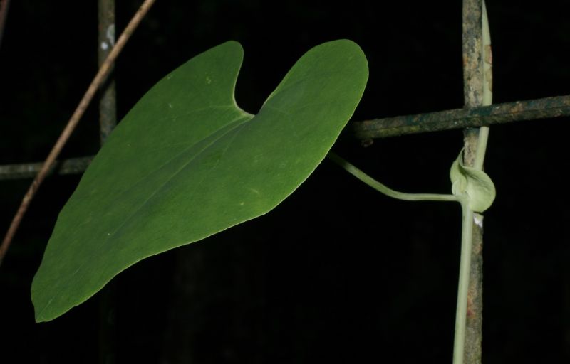 Aristolochiaceae Aristolochia 
