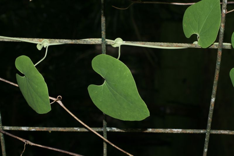 Aristolochiaceae Aristolochia 